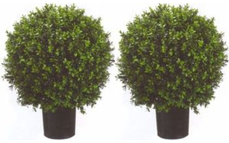 Boxwood balls
