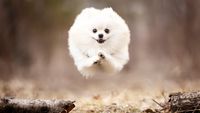 A dog jumping in the air. All four legs are off the ground.