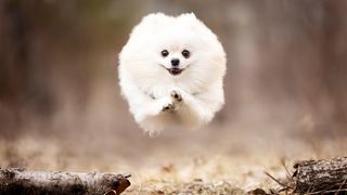 A photographer lost his beloved rescue dog. His new series is giving rescued pups the "chance to fly"