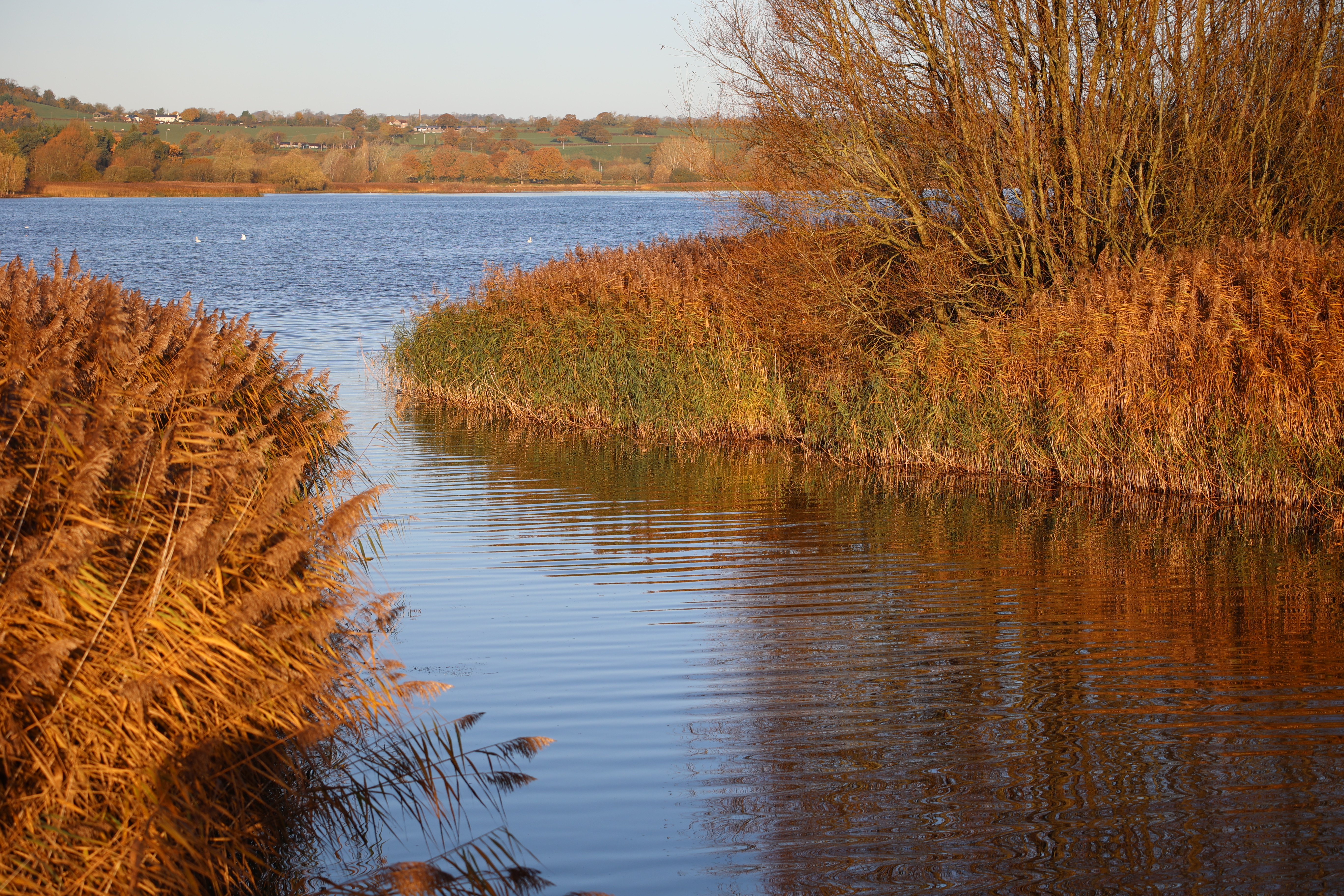 Canon RF 100-400mm f/5.6-8 IS USM 