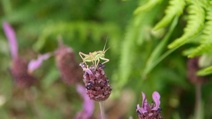 A small grasshopper sat on a small purple flower
