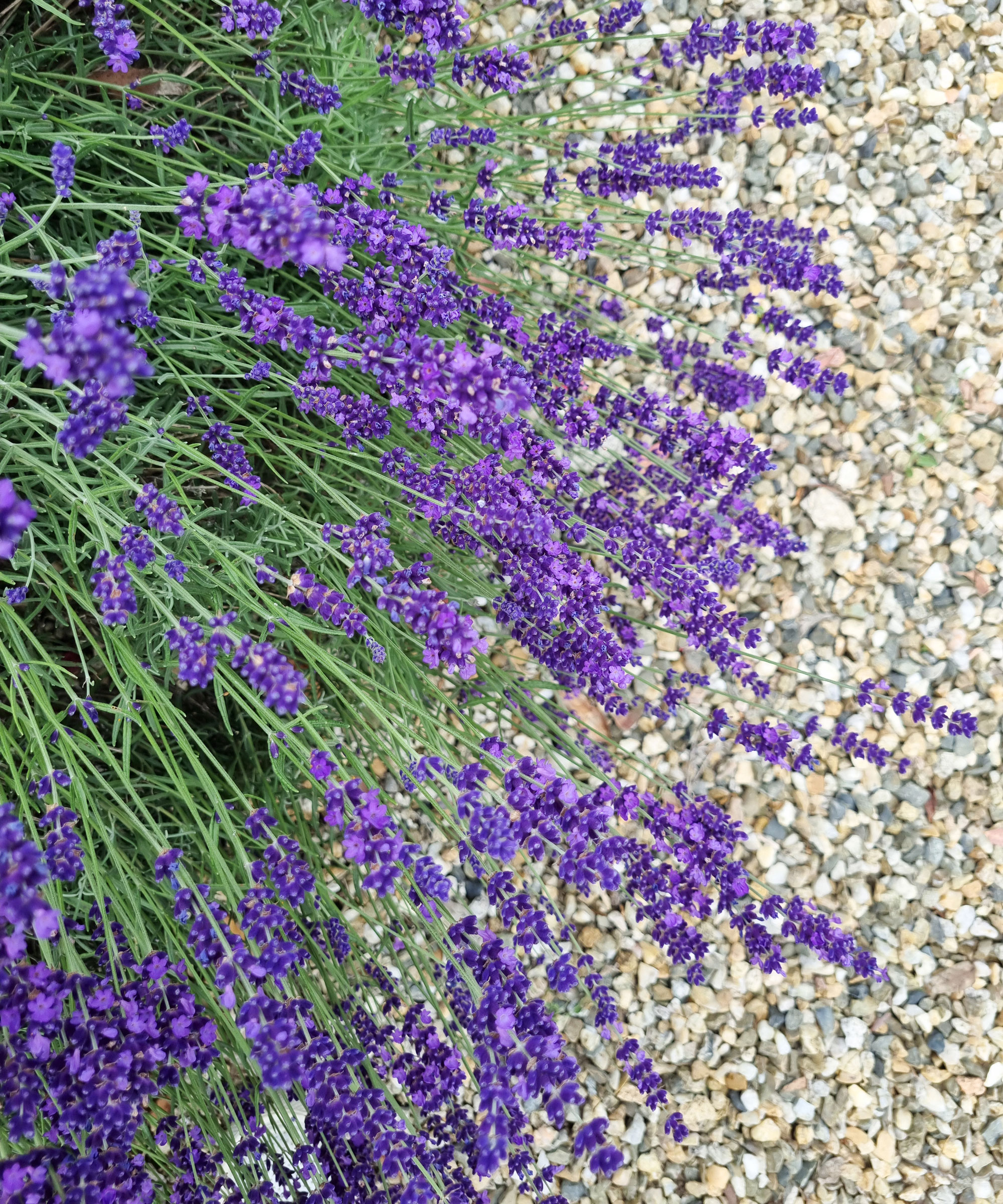 lavender plant blooming against pea gravel mulch