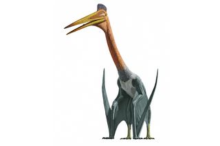 This large pterosaur species lived around 70 million years ago on a plain in what is now western Texas.