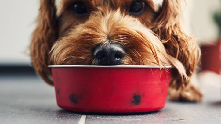 Washing dog dishes with human sale dishes