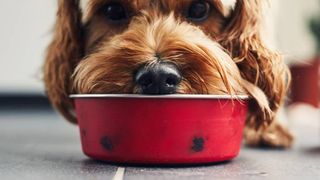 cleaning your dog's bowl 