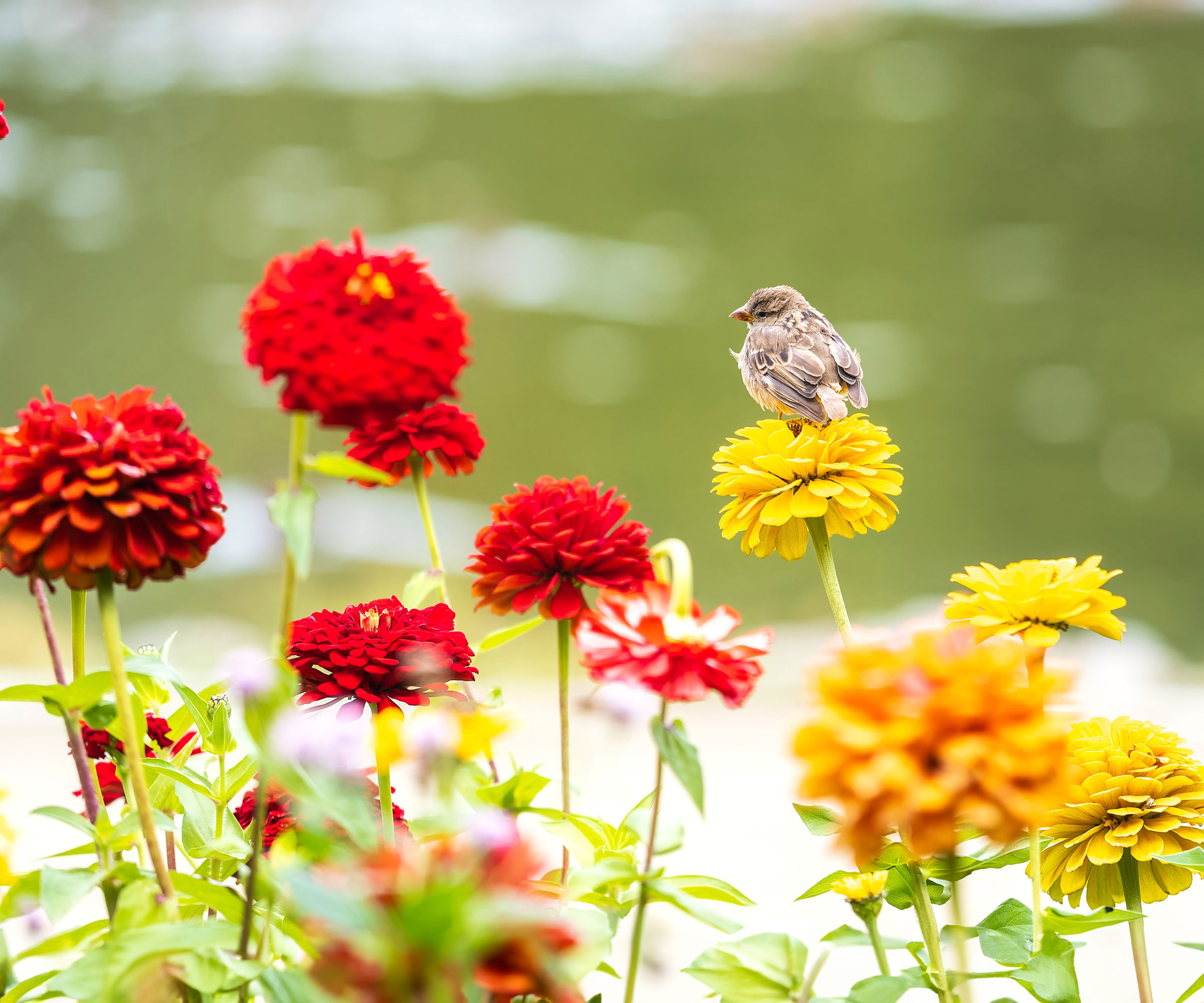 young sparrow on yellow and red zinnias