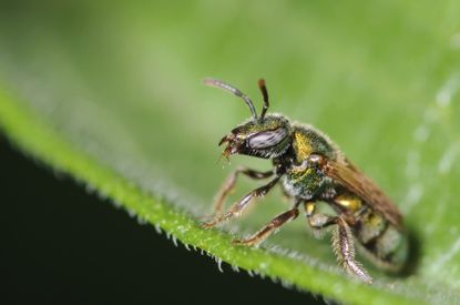 A Sweet Bee On A Plant Leaf