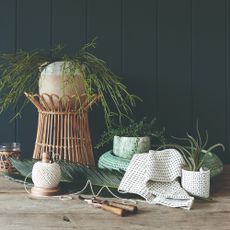 A group of houseplants against a navy paneled wall