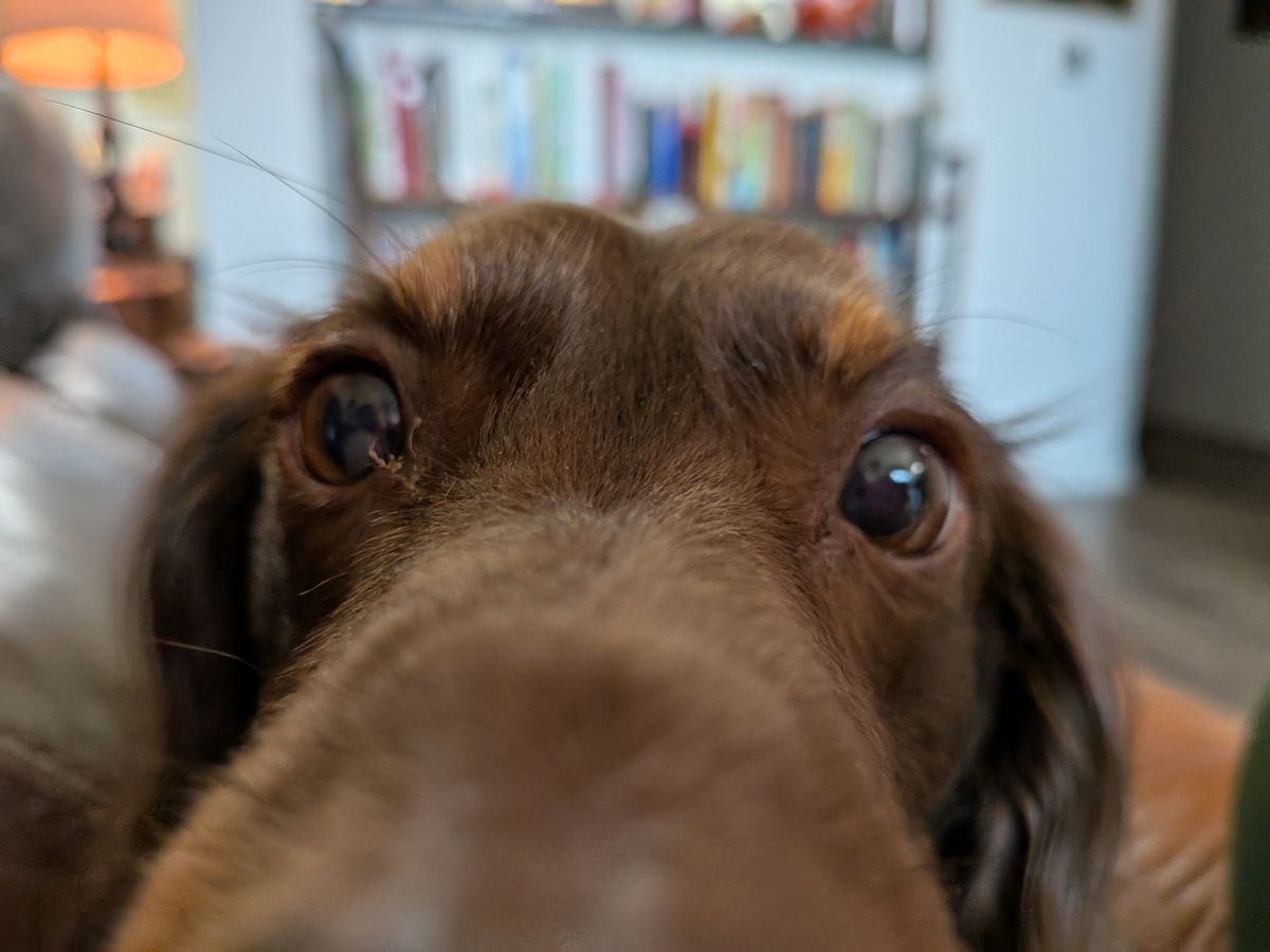 Photo samples taken with the Google Pixel 9a