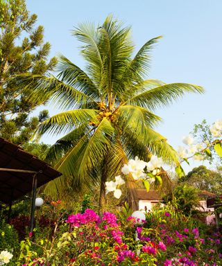 Palm tree in a colorful, plant-filled garden