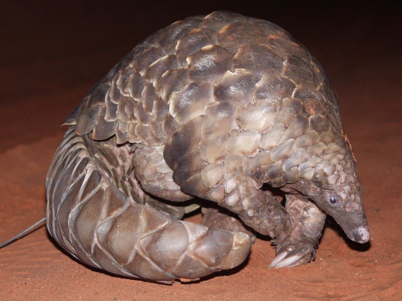 A pangolin in the dark