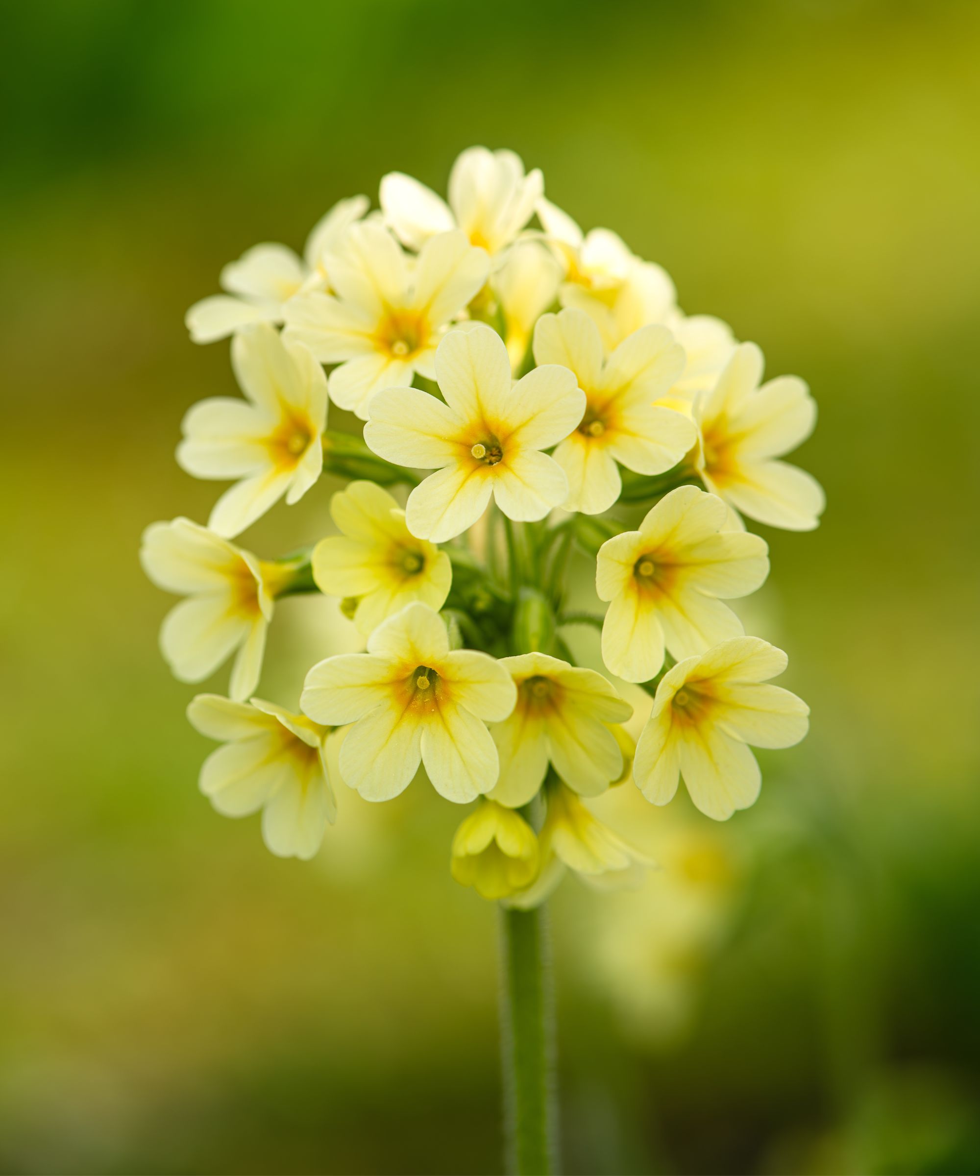 Yellow cowslip flowers