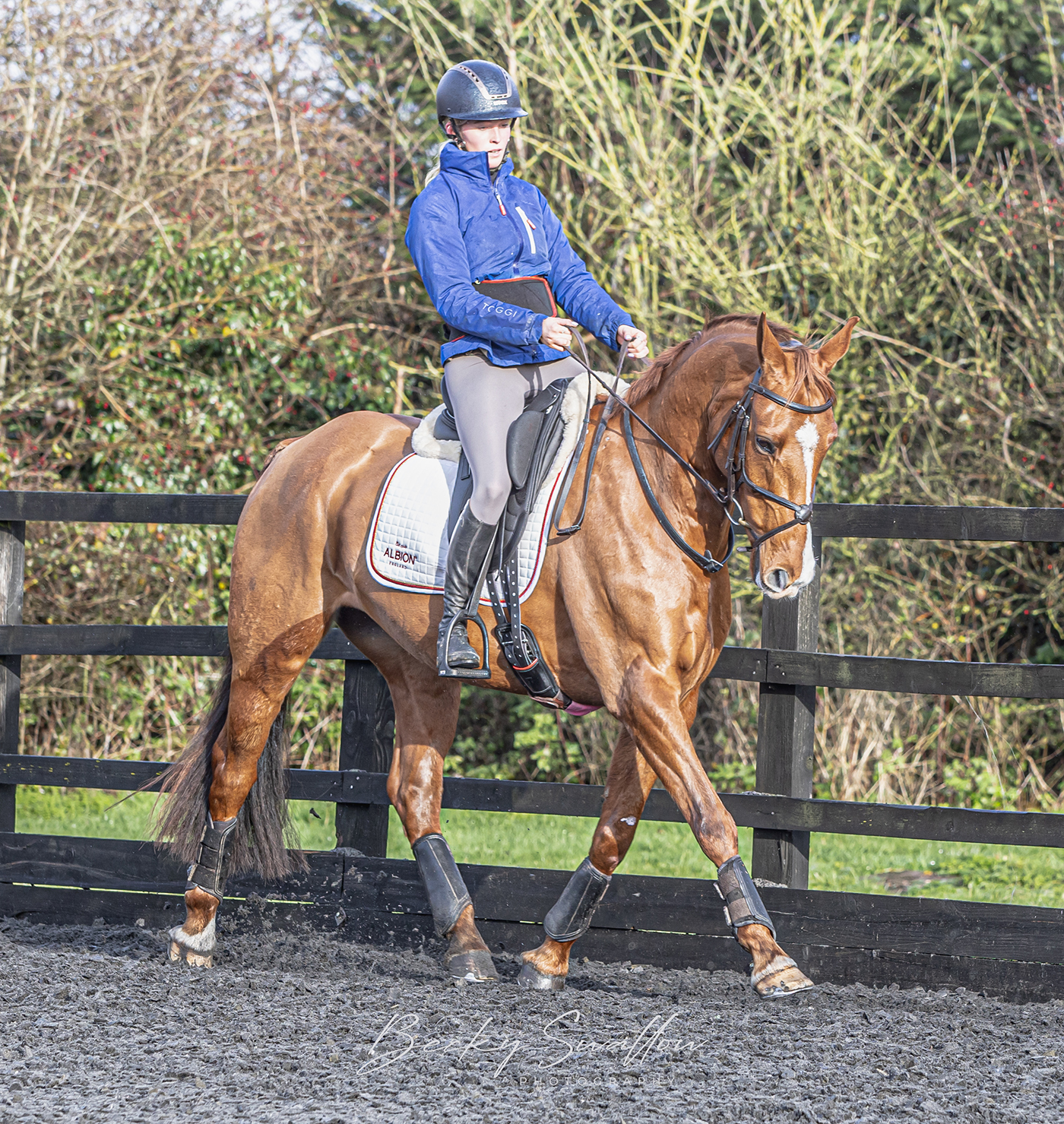 Albion ridden saddle trials
