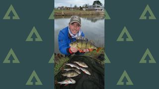 A fine net of river perch for Steve Collett, the ace Angler’s Mail columnist. Come March 15 he can still catch perch… so long as he’s on a canal or lake!