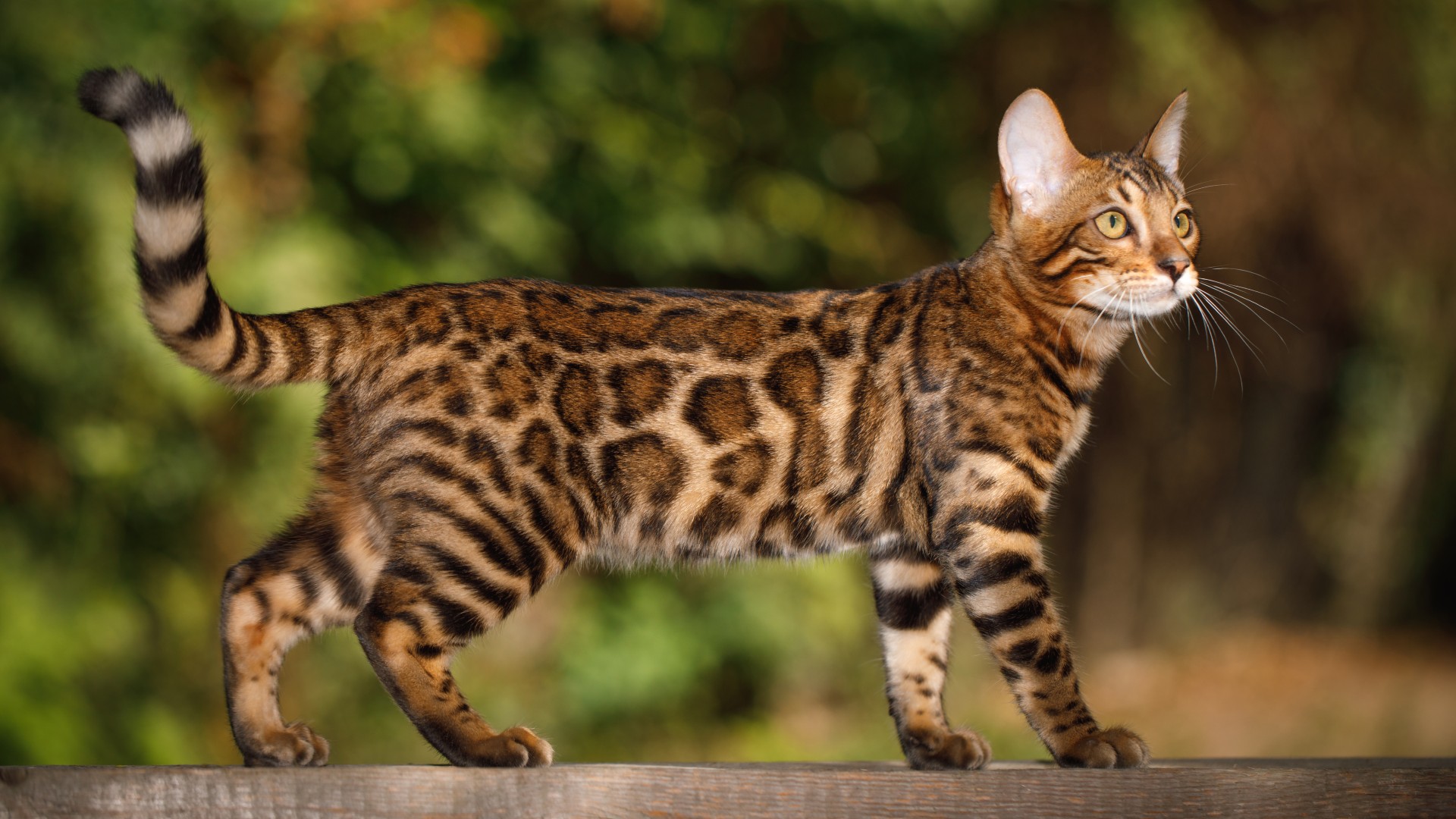 Bengal cat outside