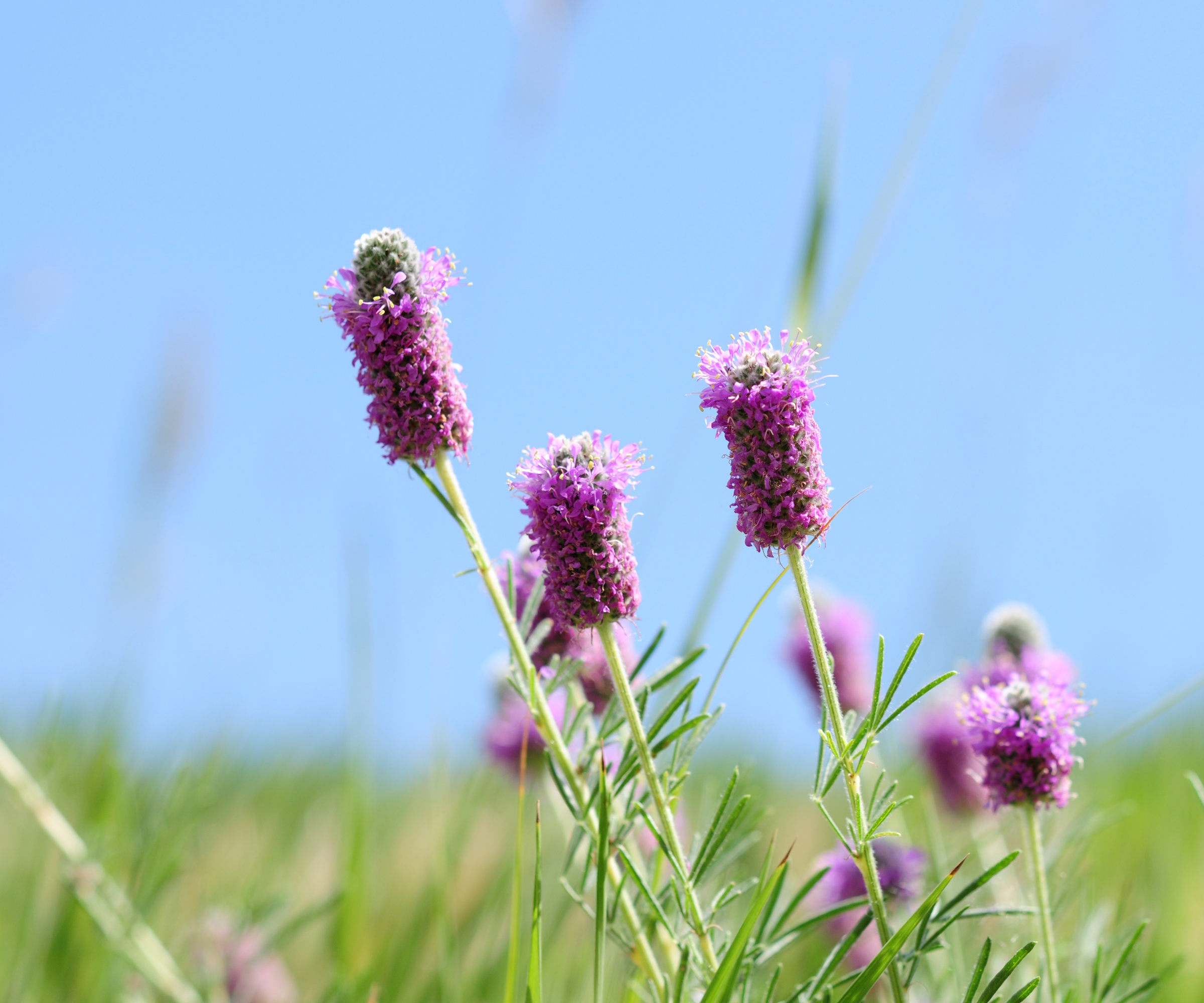 Close-up of purple Prairie Clover in field with blue sky