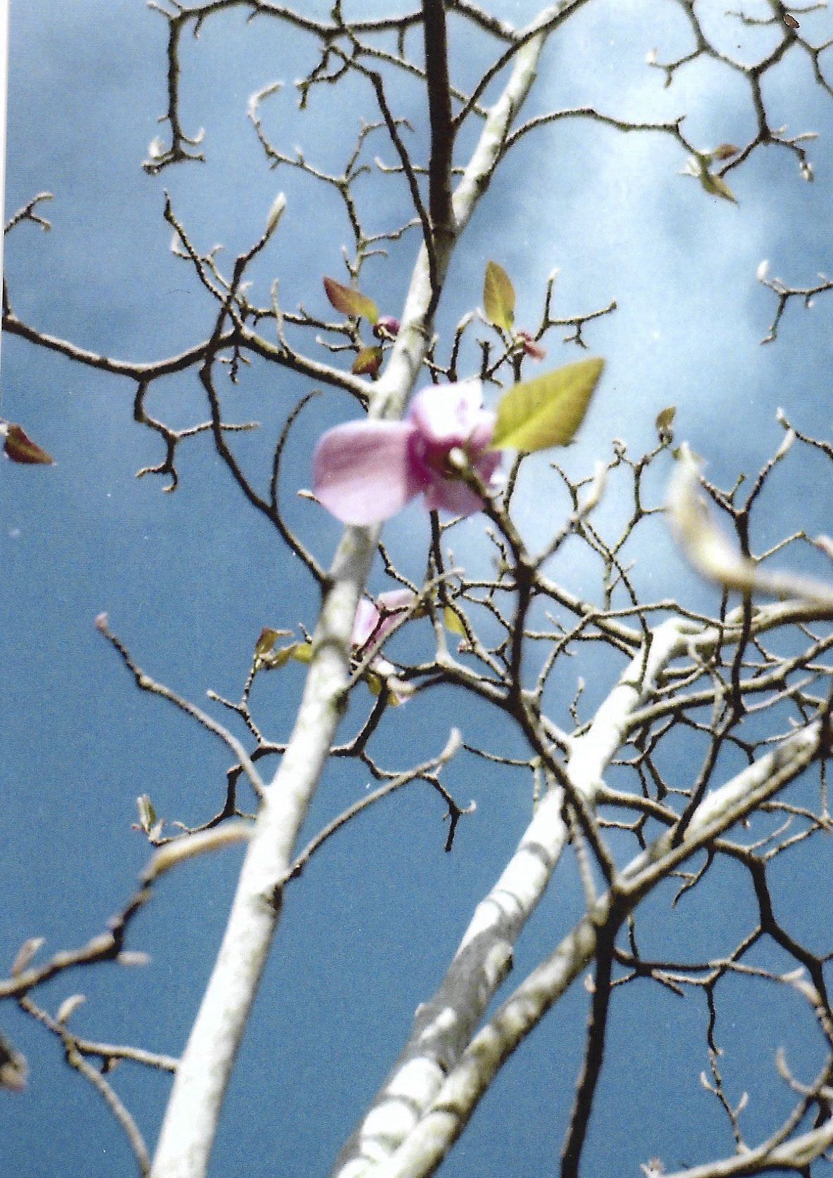 A scan of a print that was made using 110 film taken with the Lomography Lomomatic 110 film camera