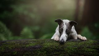 Whippet looks over log