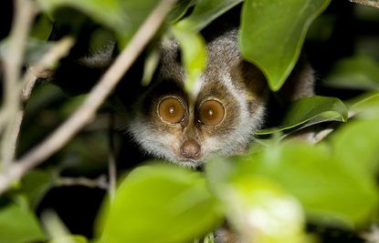 Wild loris, endangered species