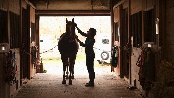 best cordless horse clippers 2019