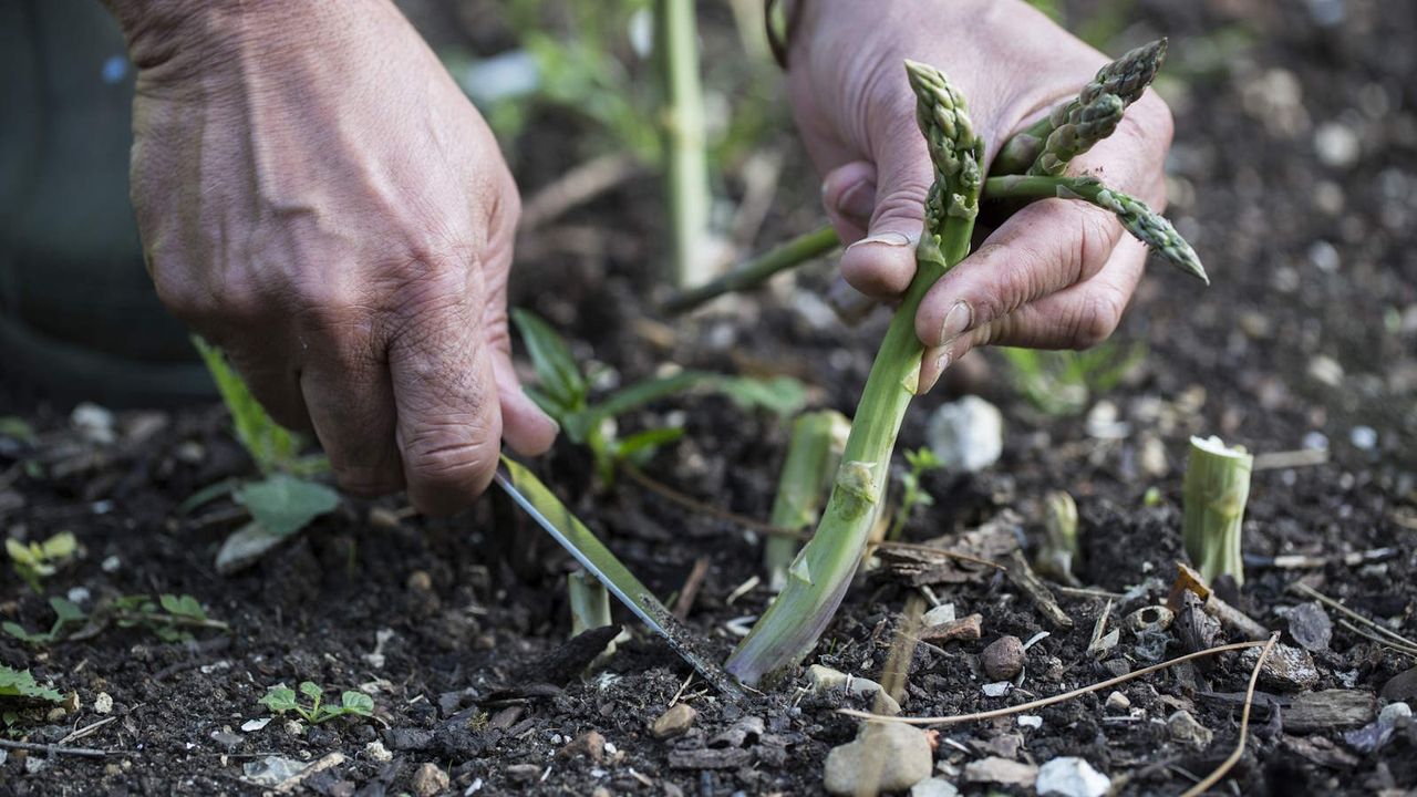 Harvesting asparagus by with a knife by hand in the vegetable garden