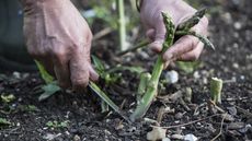 Harvesting asparagus by with a knife by hand in the vegetable garden