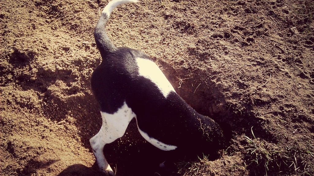 Why is my dog digging? PetsRadar