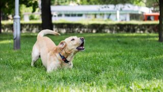Labrador growling in the park