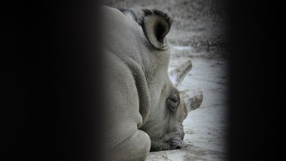 Northern white rhino Sudan