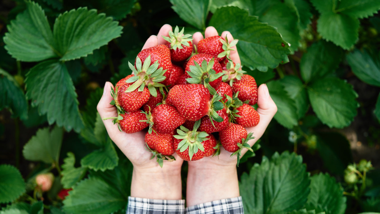 Gardener holding strawberries after harvest