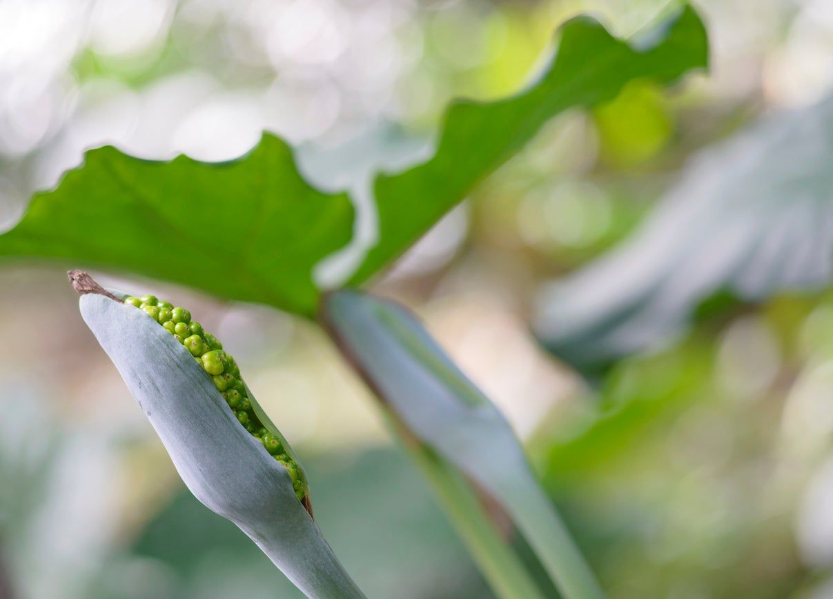 Seed Pods On Elephant Ear Plants