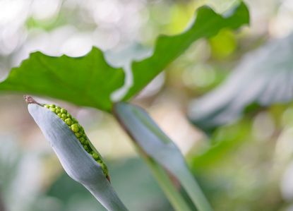 Seed Pods On Elephant Ear Plants