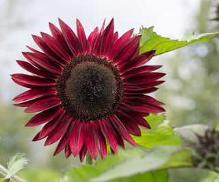 Moulin Rouge Sunflower