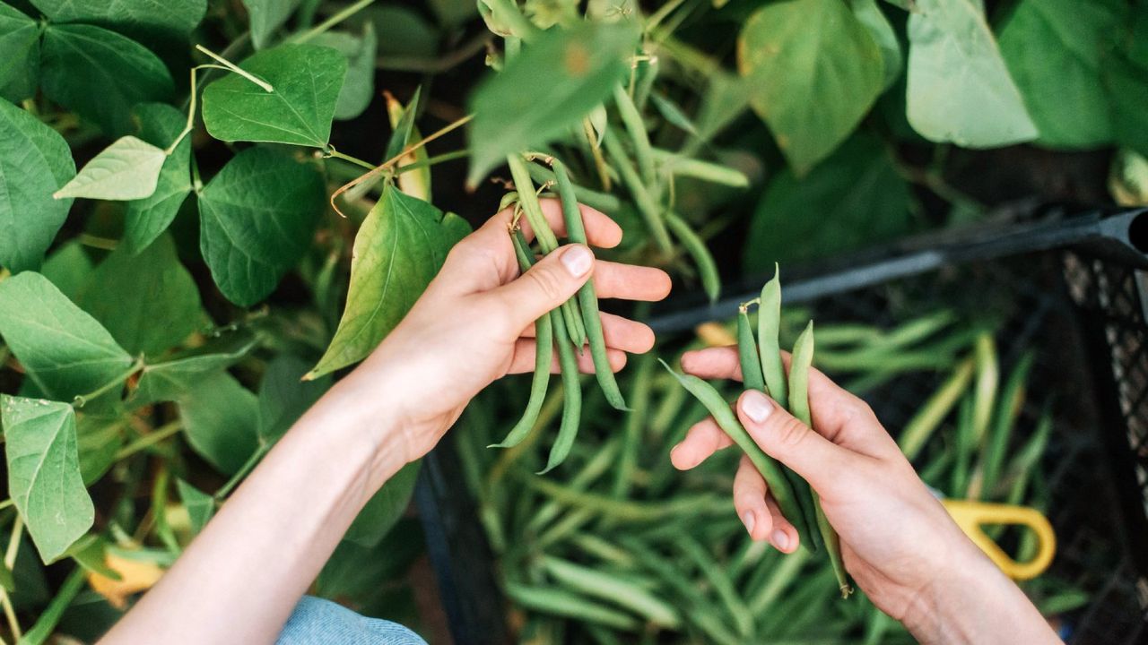 Hands harvesting green beans