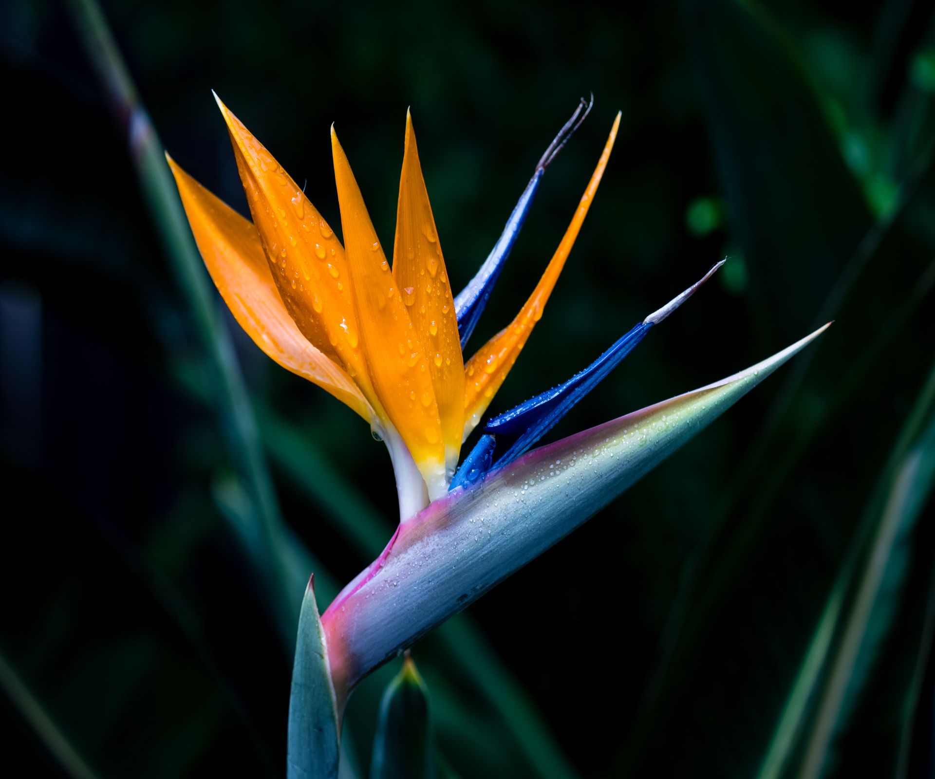 How to propagate bird of paradise: 3 expert ways