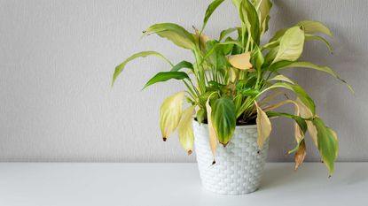 peace lily with yellowing leaves