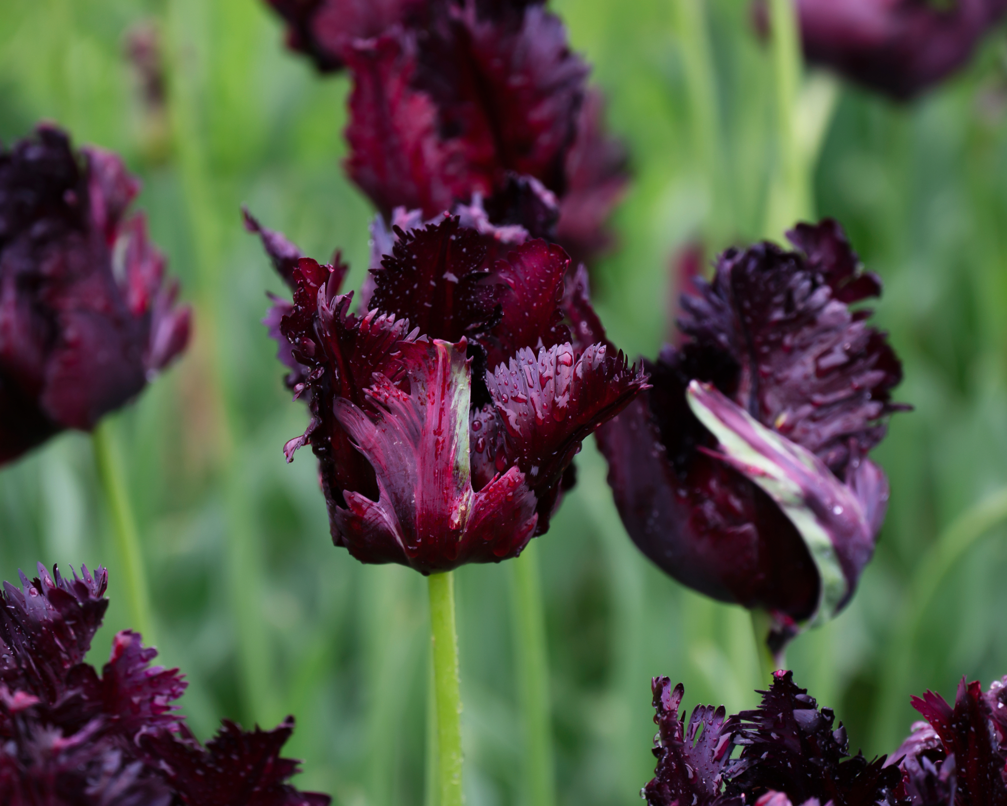 Black parrot tulips in garden