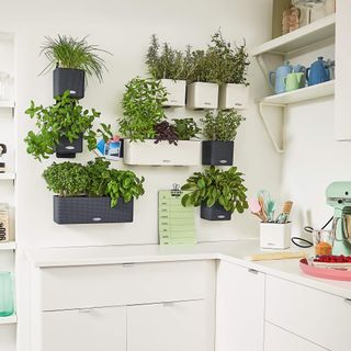 Kitchen with white cabinets and countertops and fresh herbs grown in wall containers