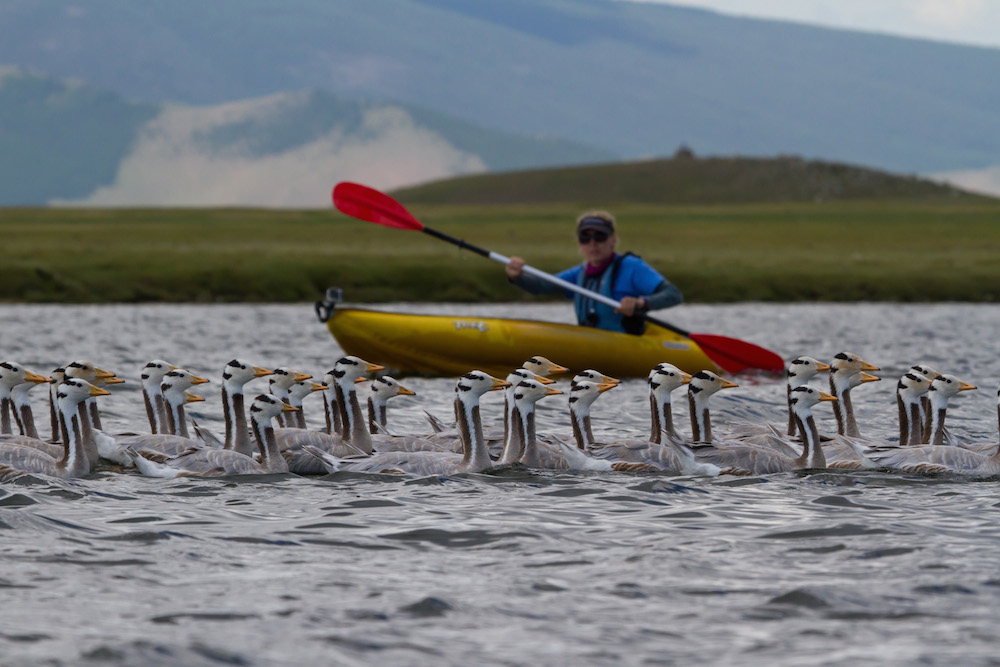 Dr. Lucy Hawkes rounding up flightless bar-headed geese in Mongolia.