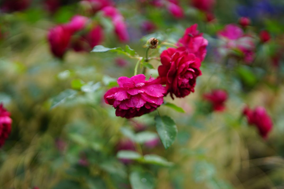 LK Samyang AF 85mm f/1.8 P FE sample image