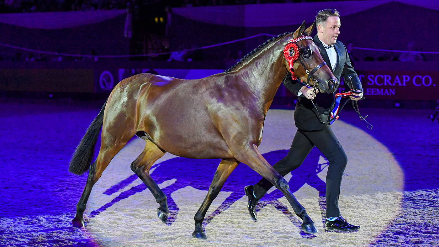 Sally Mcmillan owner of HERONSMILL TIGER LILY, winner of the Cuddy Supreme In-Hand Championship during the Horse of The Year Show at the NEC in Birmingham in the UK between the 2nd - 6th October 2019
