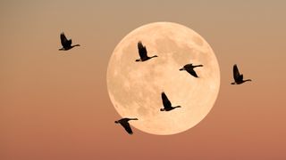 Full moon in sky with flock of geese flying across the image.