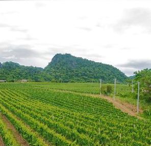 Thailand vineyard