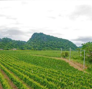 Thailand vineyard