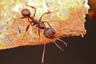 Researchers found that Myrmoteras ants' jaws work differently than those of any other known ant.