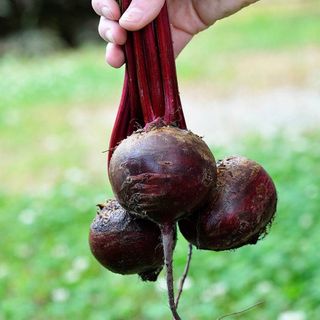 Detroit beets