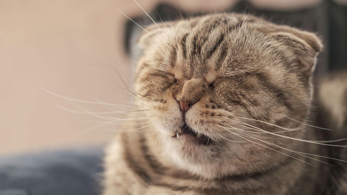 Cat sneezing with wrinkled up nose