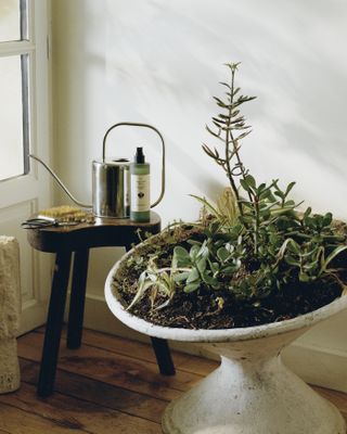 A pedestal filled with plants next to a stool with plant care bottles on it