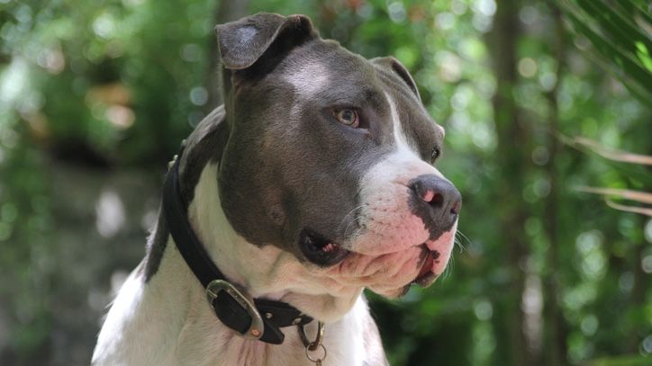 Cane Corso: A pit bull by any other name - Animals 24-7