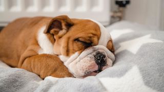 British Bulldog fast asleep in his bed